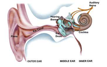 How Do Hearing Aids Work